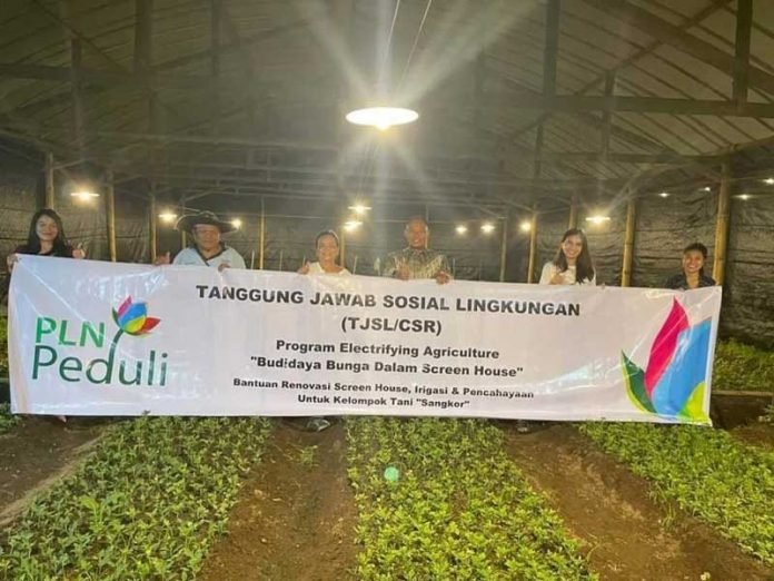 bunga krisan budidaya dari pln untuk tiff 2022
