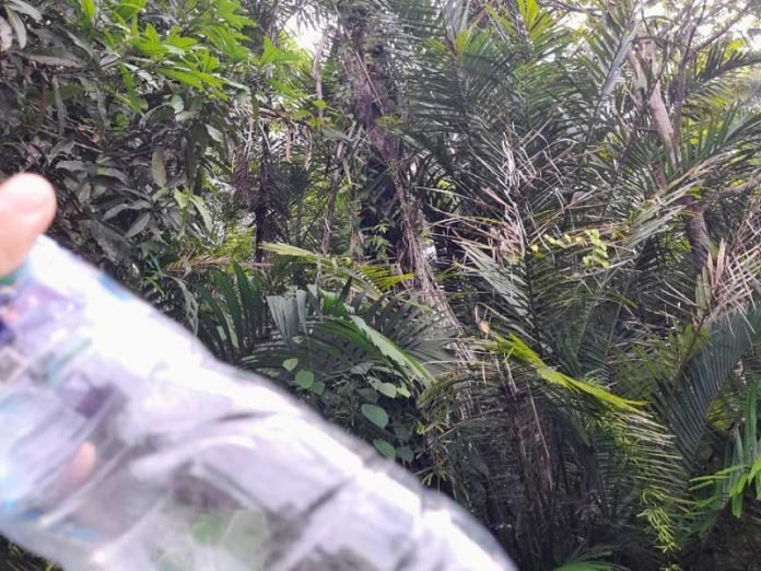 phobia cap tikus